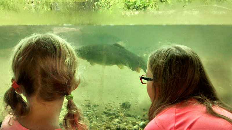 fish viewing area oden state fish hatchery